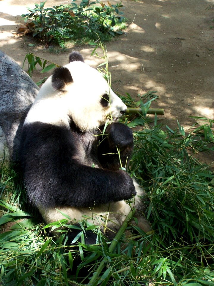 San diego zoo endangered animal