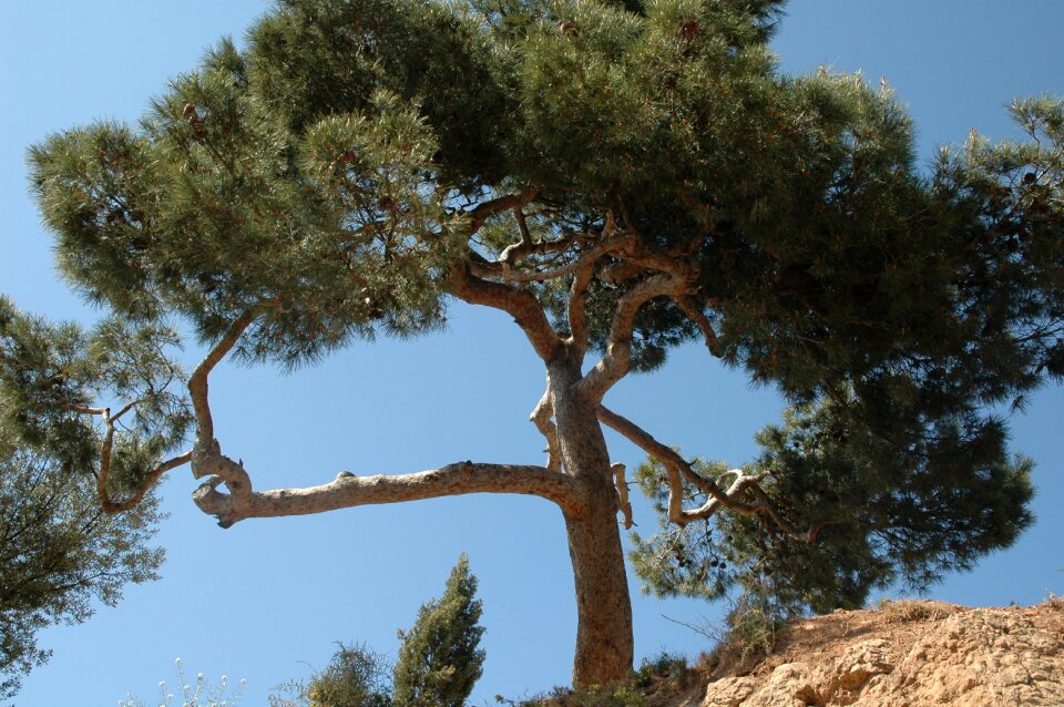 Forest pines pine needles photo