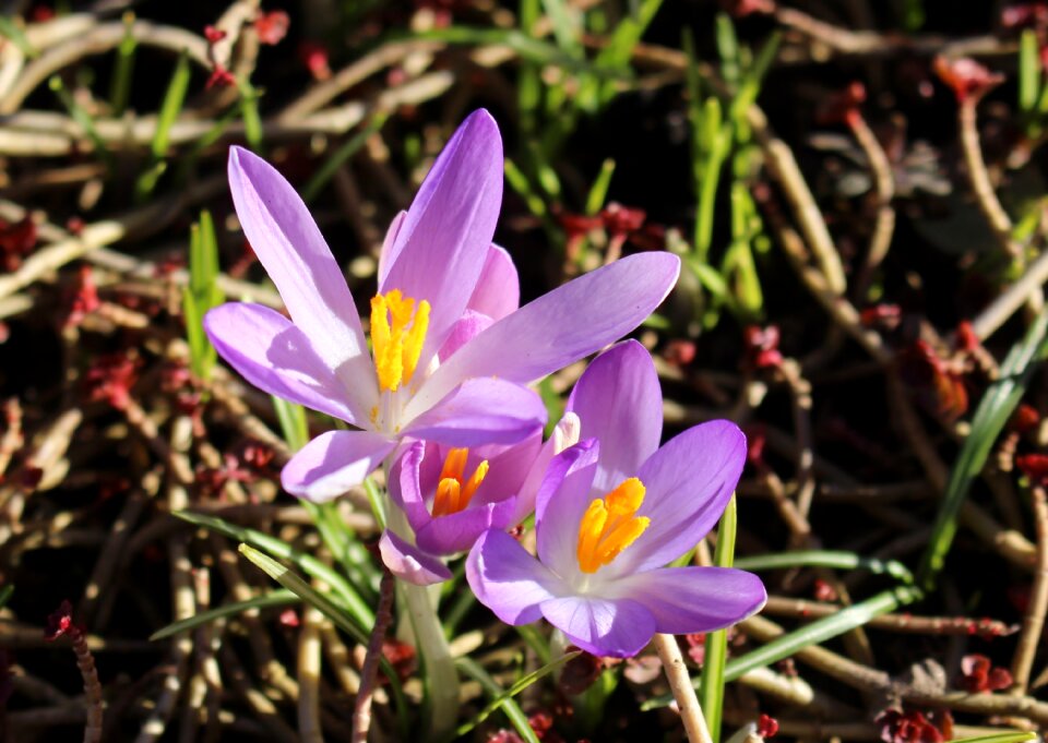 Spring signs of spring park