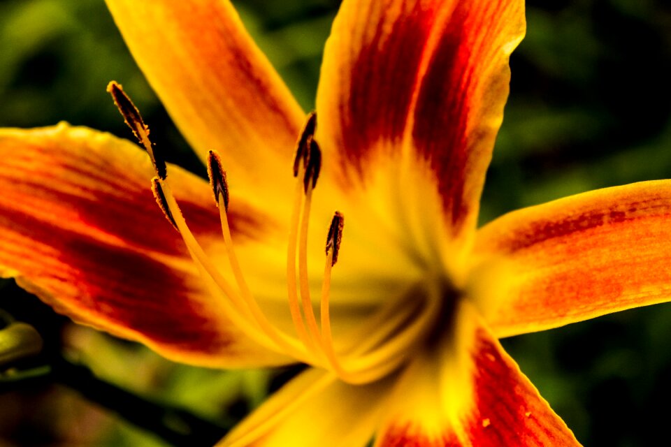 Nature flowers vegetation