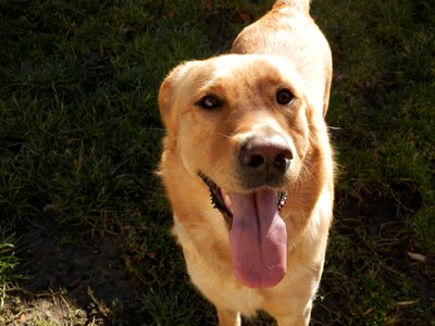 Pets animal language