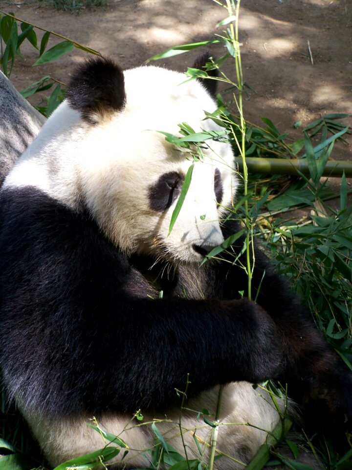 San diego zoo endangered animal