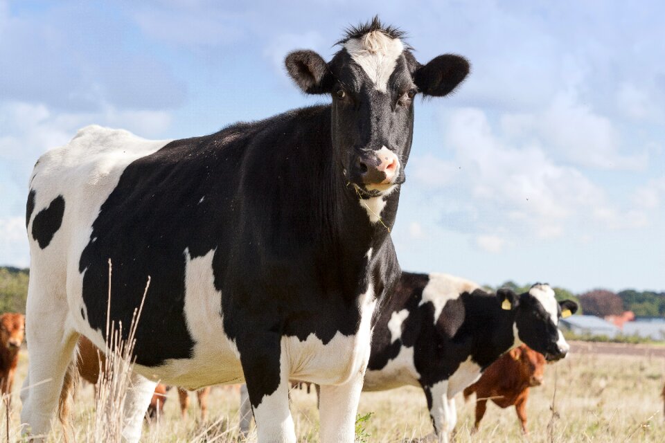 Cattle agriculture expensive