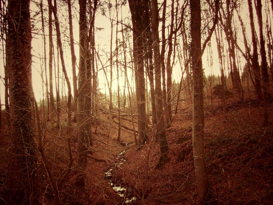 Forest trees mood