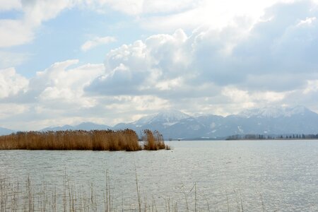 Reed chiemsee mountains photo