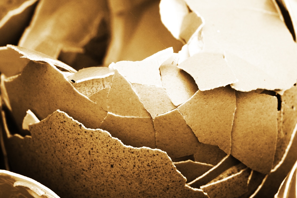 Chicken close-up crack