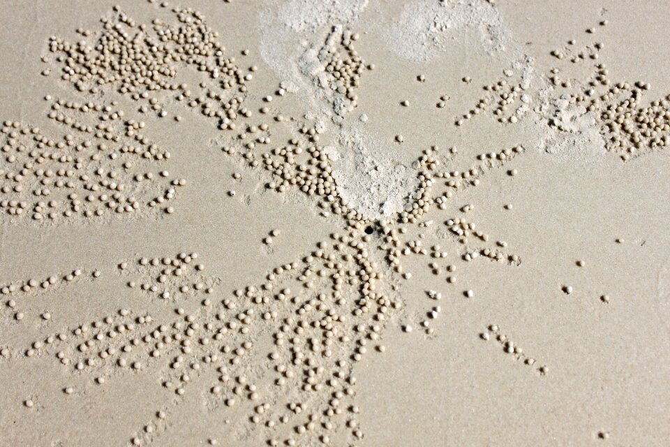Worms sand worm worm