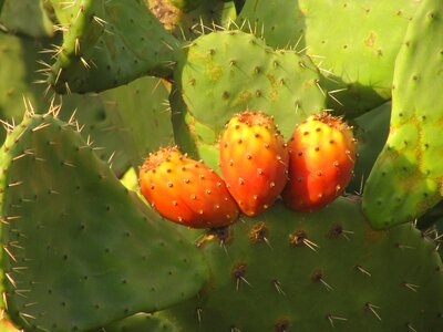 Cactus fruit sardinia