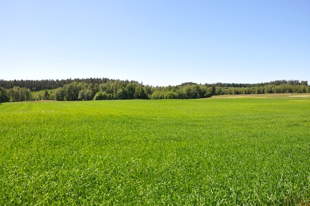 Country bed green photo