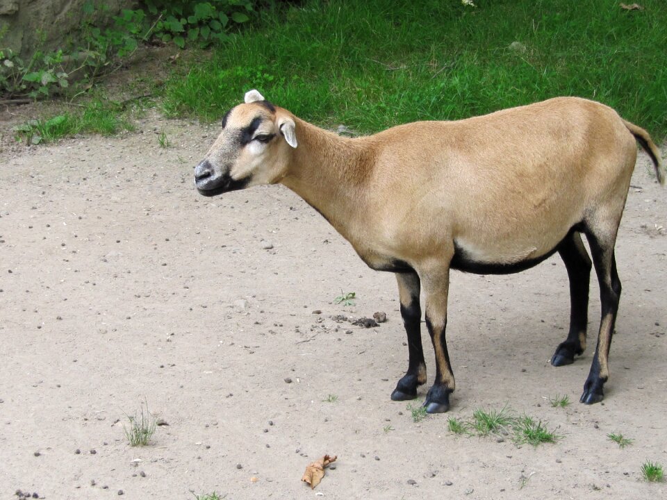 Dwarf goat sanfrancisco domestic animals