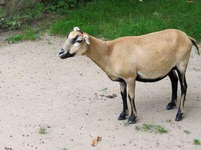 Dwarf goat sanfrancisco domestic animals photo