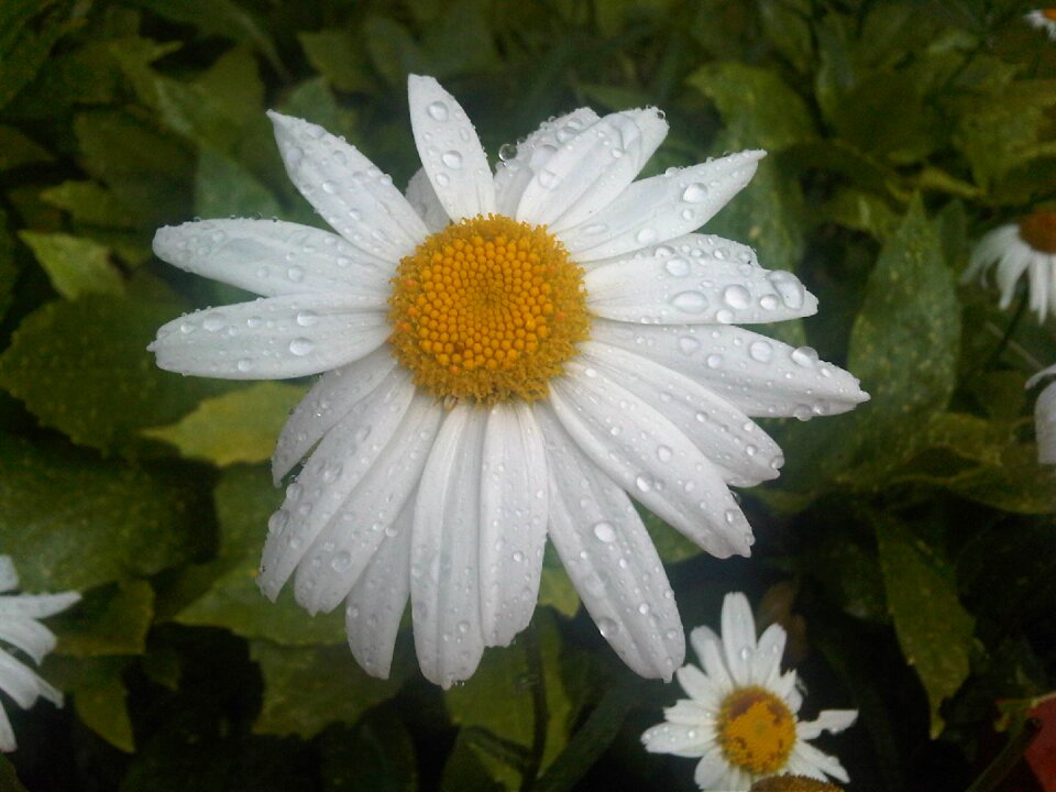 Rainy nature fresh