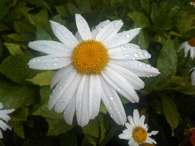 Rainy nature fresh