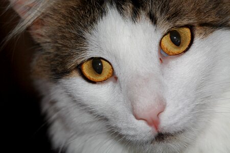 Domestic cat mackerel cat's eyes photo