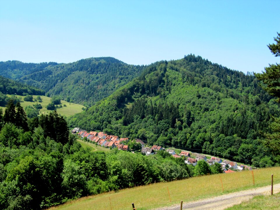 Firs valley landscape