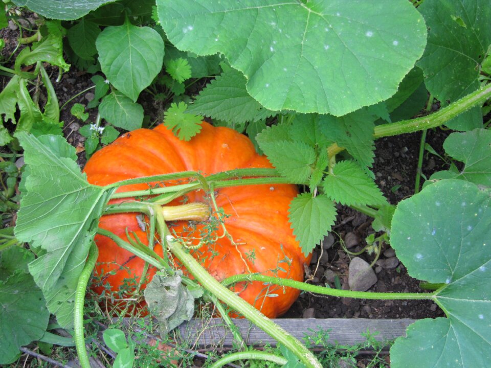 Pumpkin orange harvest