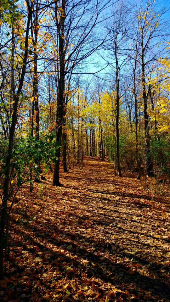 Nature maple foliage