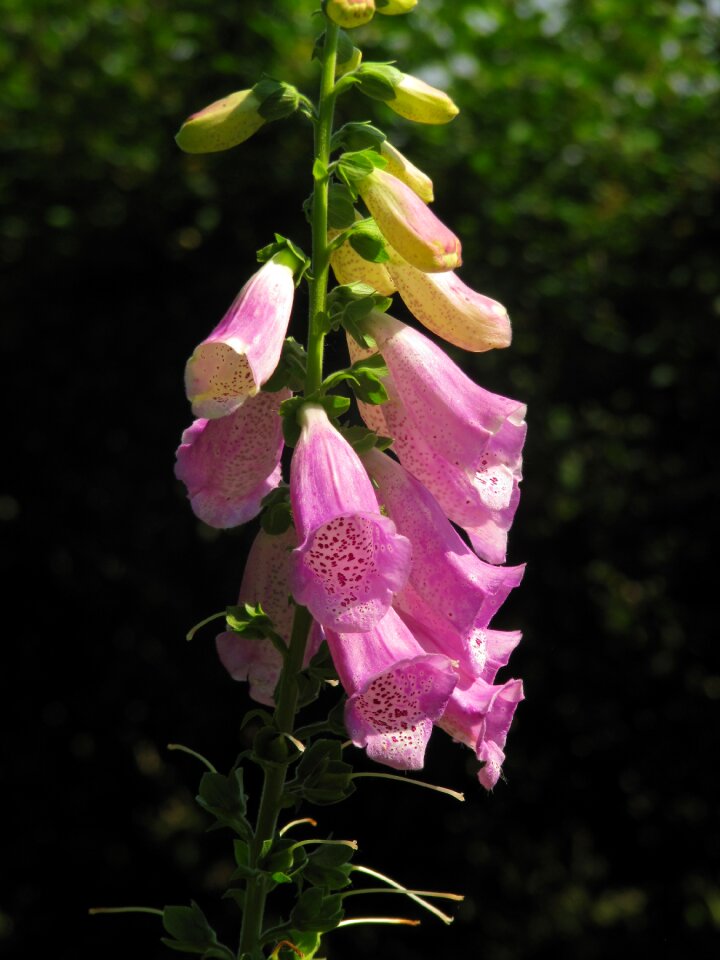 Lamiaceae digitalis toxic