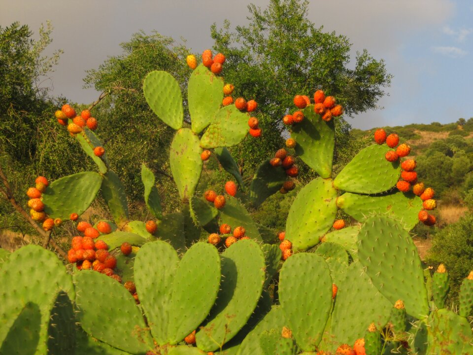 Cactus fruit mediterranean