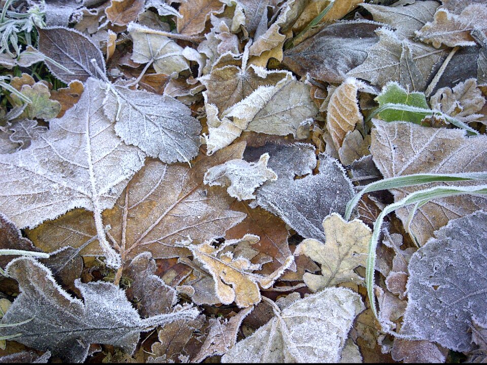 Winter morning foliage