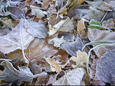 Winter morning foliage