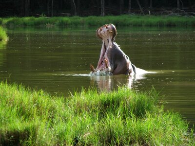 Wildlife animal hippopotamus photo