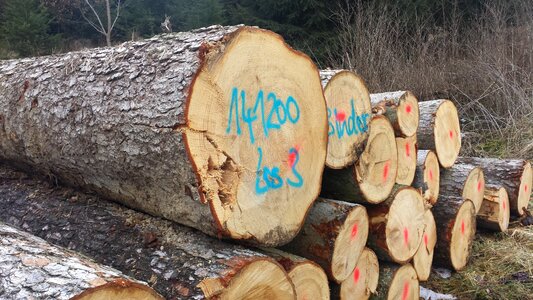 Sawed off tree trunks forest