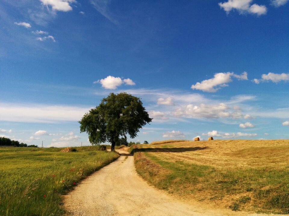 Tree cloud sky
