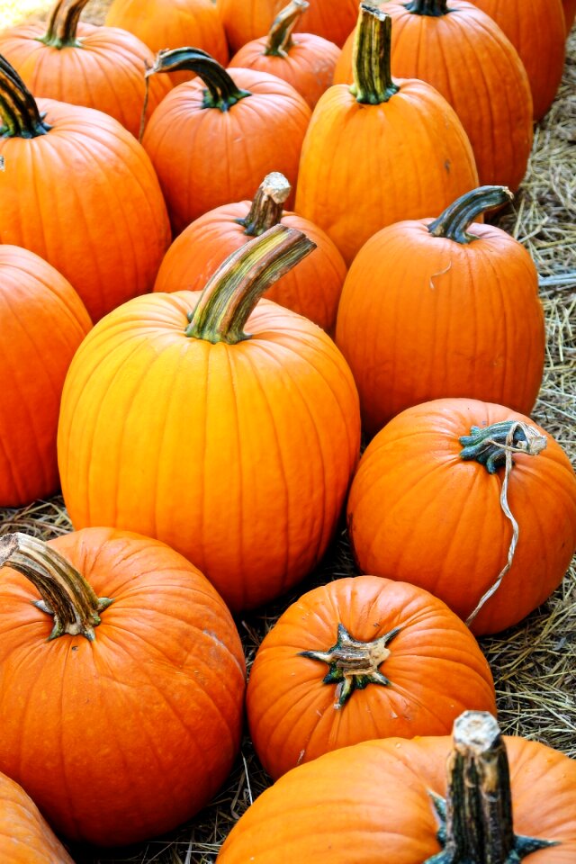 Holiday autumn halloween