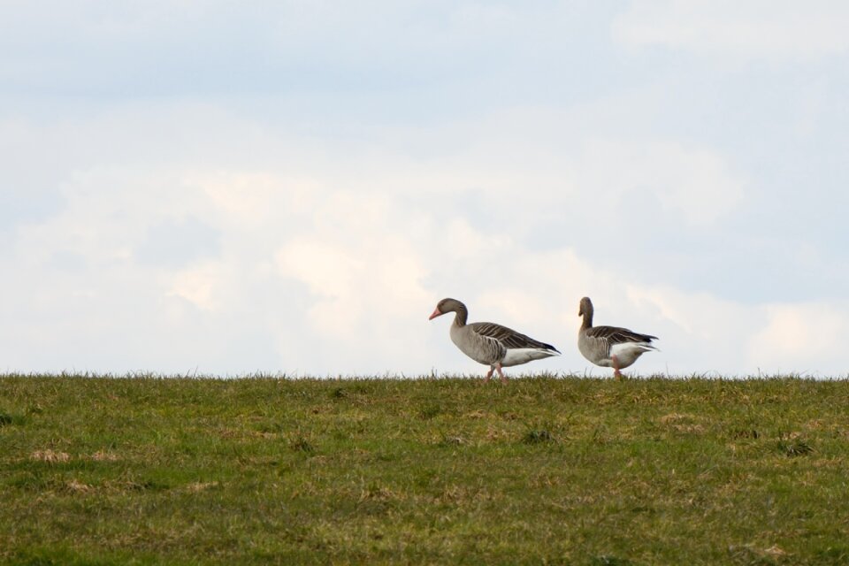 Geese migratory birds wild geese