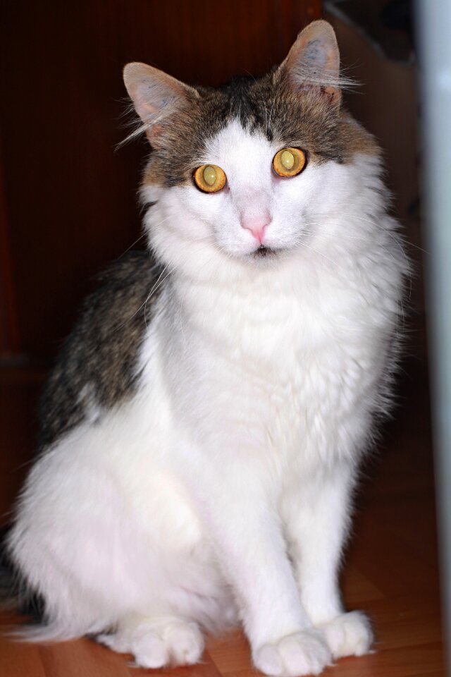 Domestic cat mackerel cat's eyes