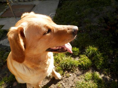 Pets animal language