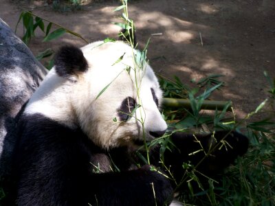 San diego zoo endangered animal photo