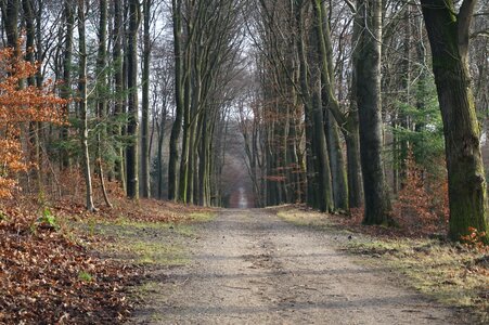 Tree winter path photo