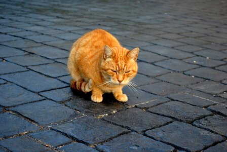 Cat red cat pet