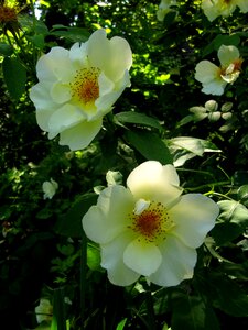 Rustic house ettenbühl park shrub rose photo