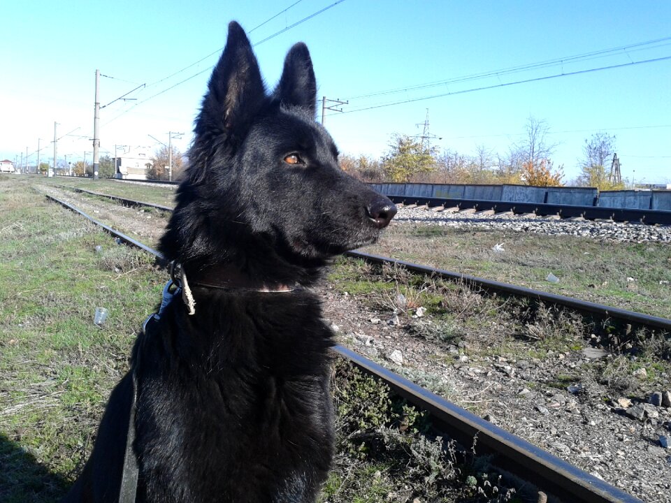 My dog artemis