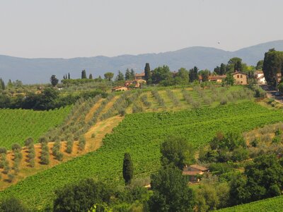 Agriculture hill olives