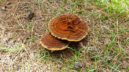 Plant fungus brown