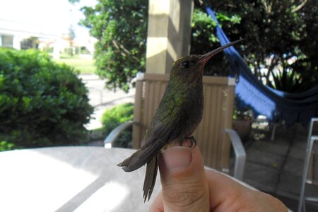 Hummingbird hands summer