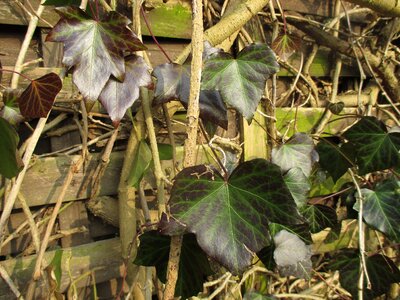 Leaves nature wall photo