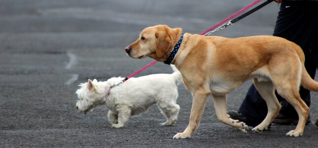 Cute domestic canine