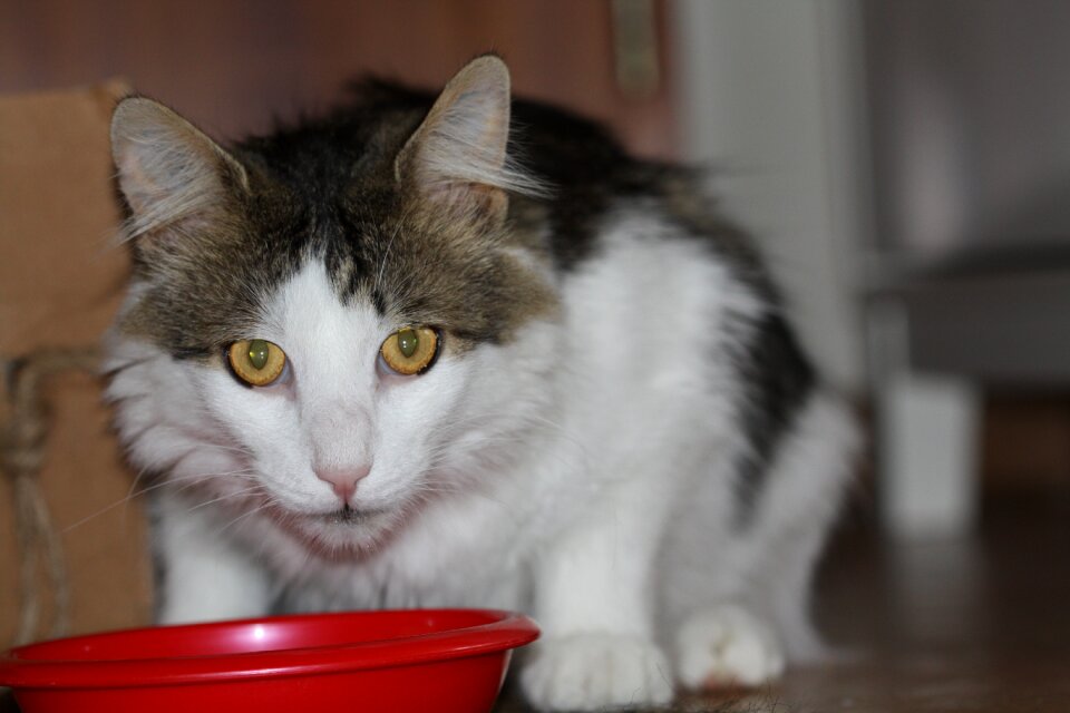 Domestic cat mackerel cat's eyes