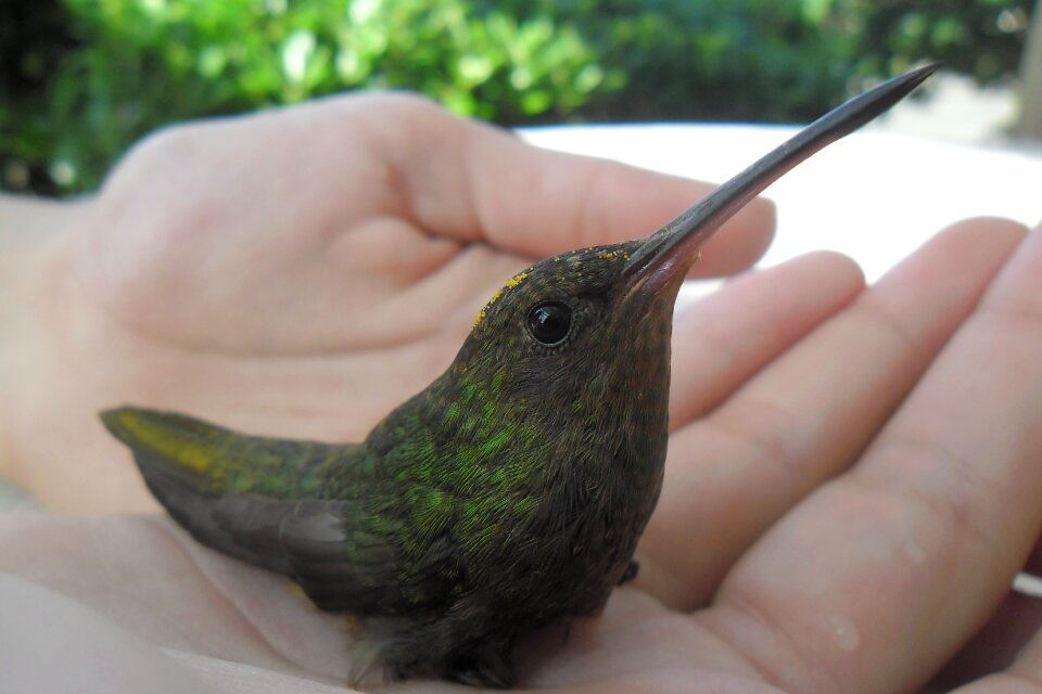 Hummingbird hands summer