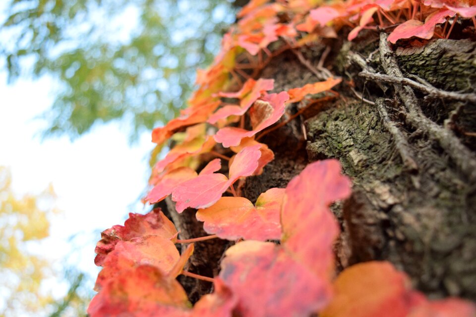 Leaf fall autumn