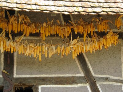 Truss corn harvest dry