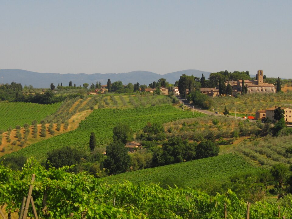 Winegrowing olives landscape