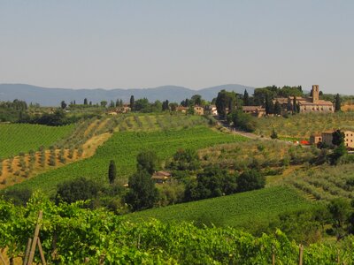 Winegrowing olives landscape
