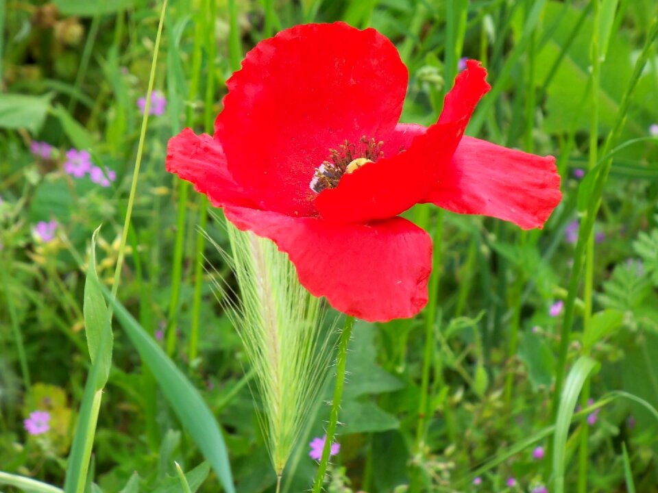 Nature flower poppy
