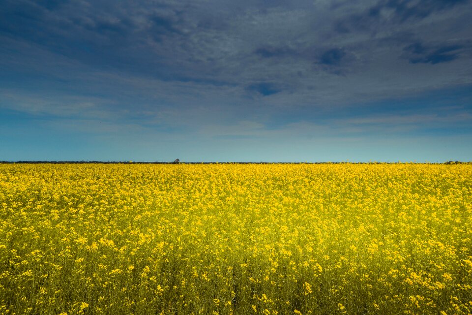 Net beautiful field